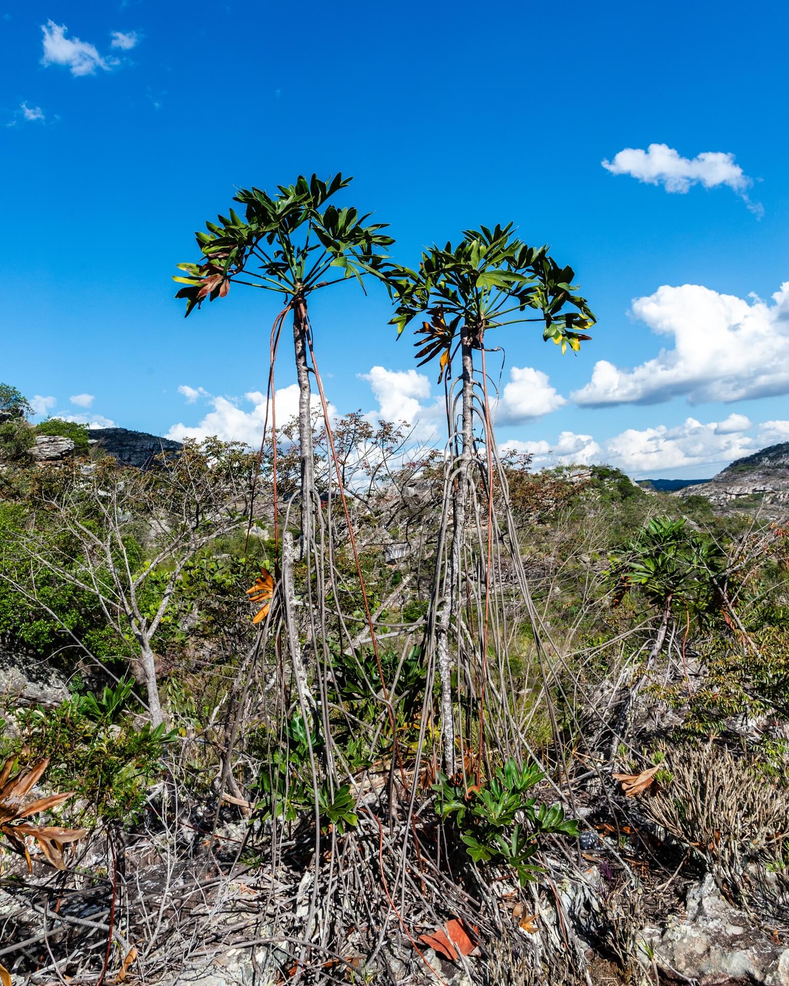 ARAC-Thaumatophyllum adamantinum-Pasmar-Diamantina-0891